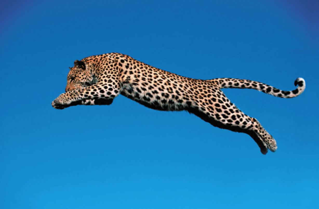 speed and angle of the jump. How can we work out where