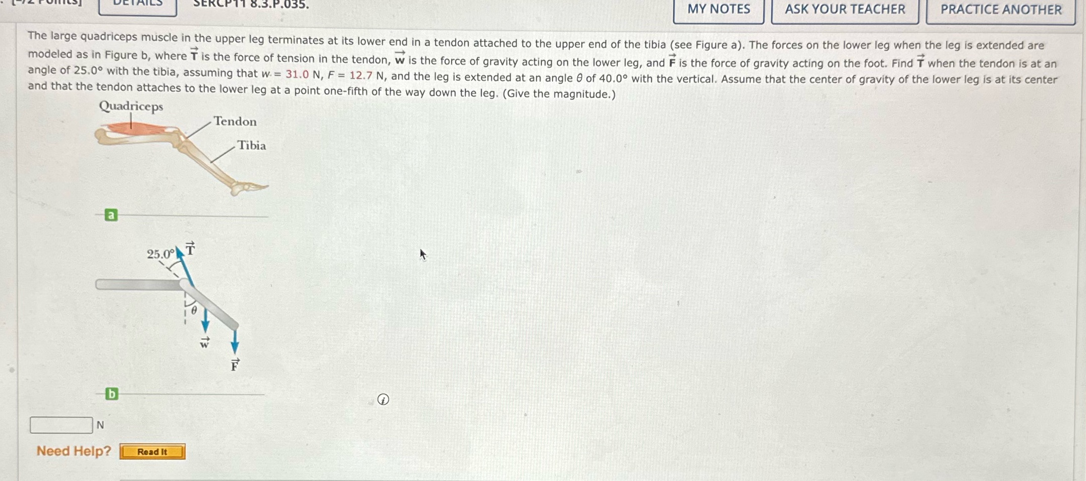  .3.P.035. MY NOTES ASK YOUR TEACHER PRACTICE ANOTHER The large quadriceps