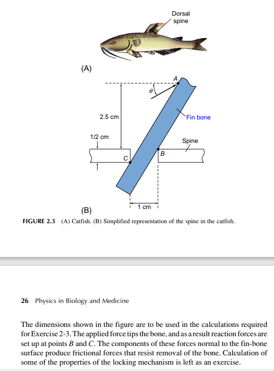 has such a joint connecting its dorsal spine n to the rest