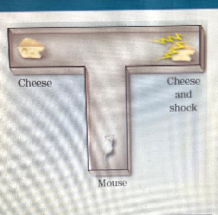 first day, their decision of whether to turn left or right is