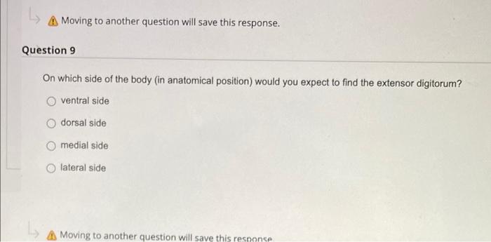 Which muscle is synergistic to the gluteus medius concerning hip abduction? O
