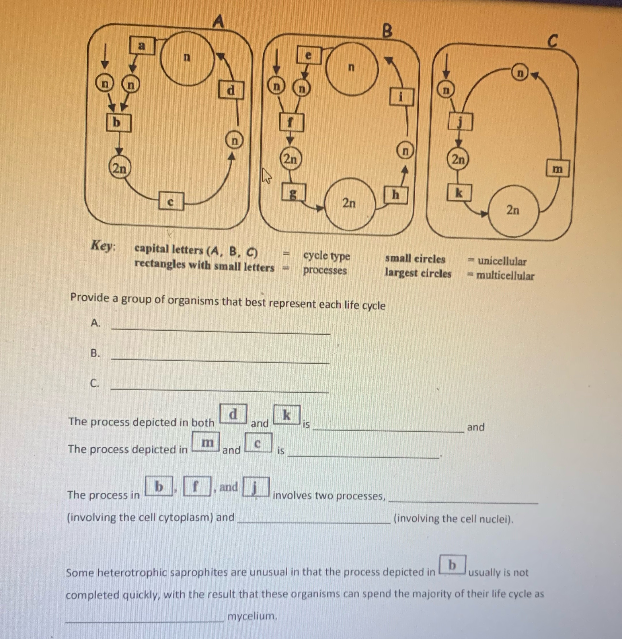  a b n 2n 2n m C 2n 2n Key: capital