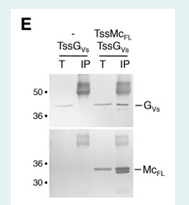 The data below was obtained from the following research article:Brunet YR, Zoued