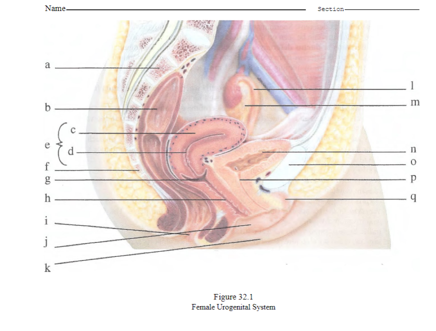  \fFemale Reproductive System Use the the bold face terms described below