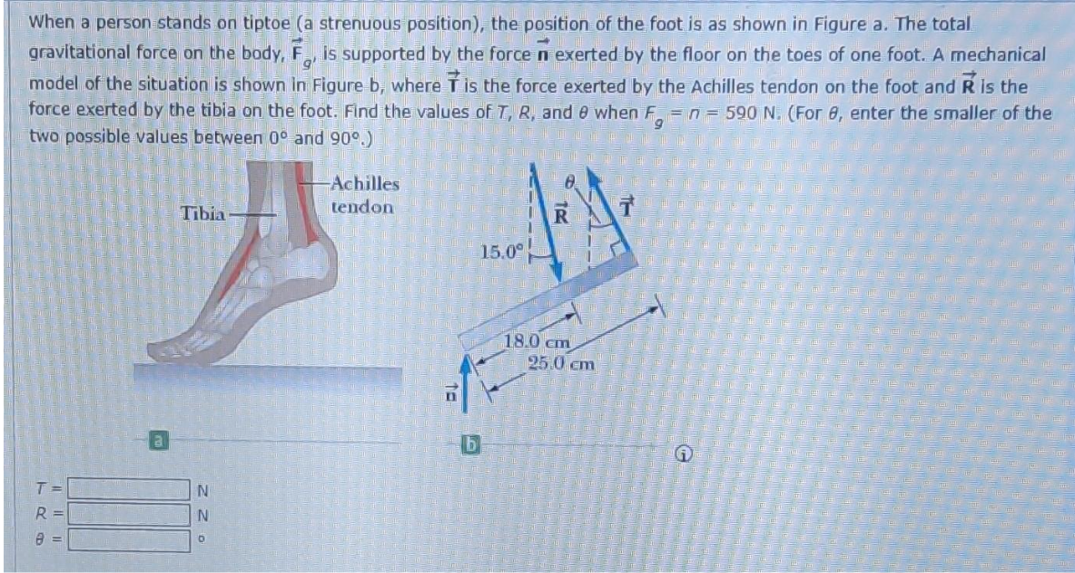 need help in this When a person stands on tiptoe (a strenuous