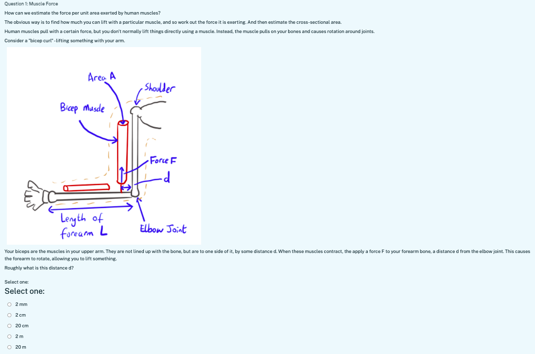  Question 1: Muscle Force How can we estimate the force per