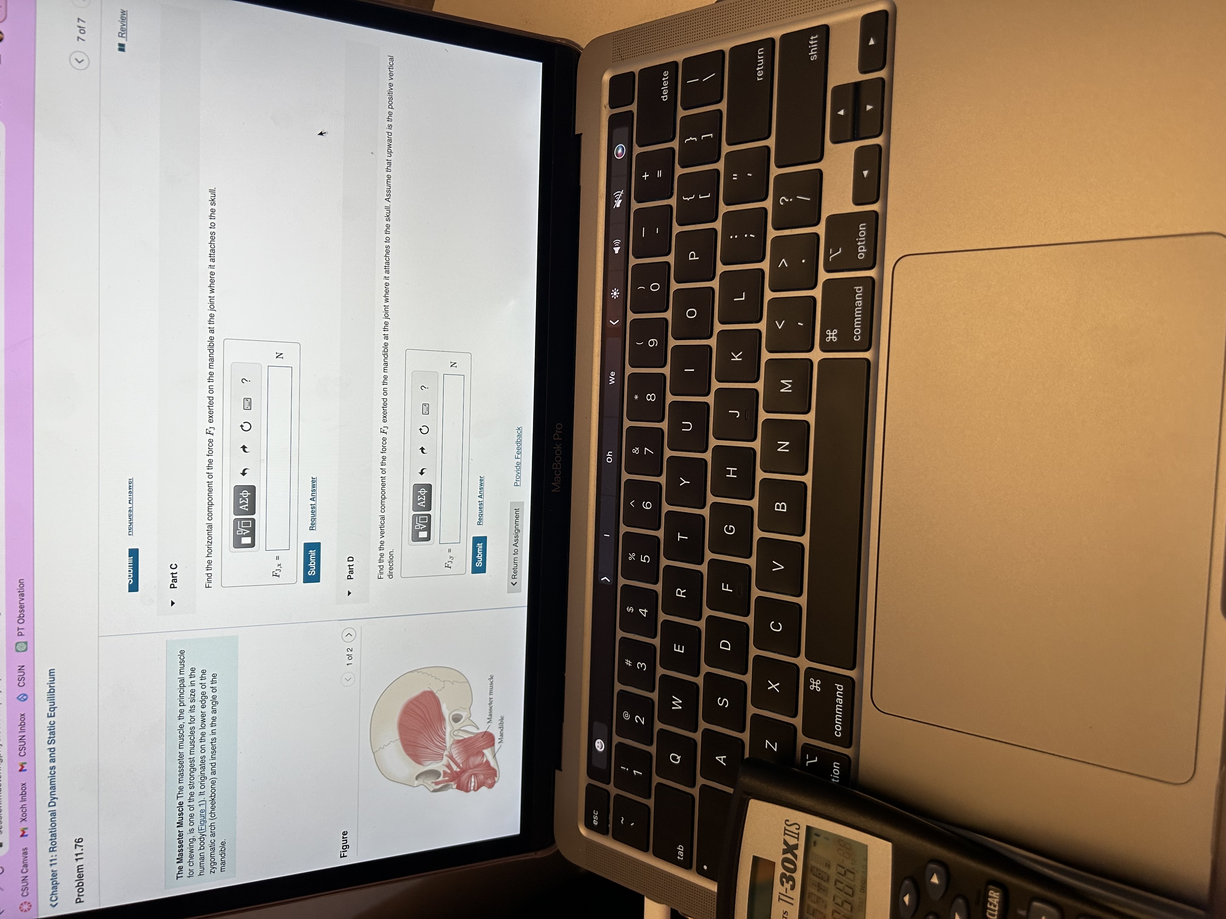The Masseter Muscle The masseter muscle, the principal muscle for chewing, is