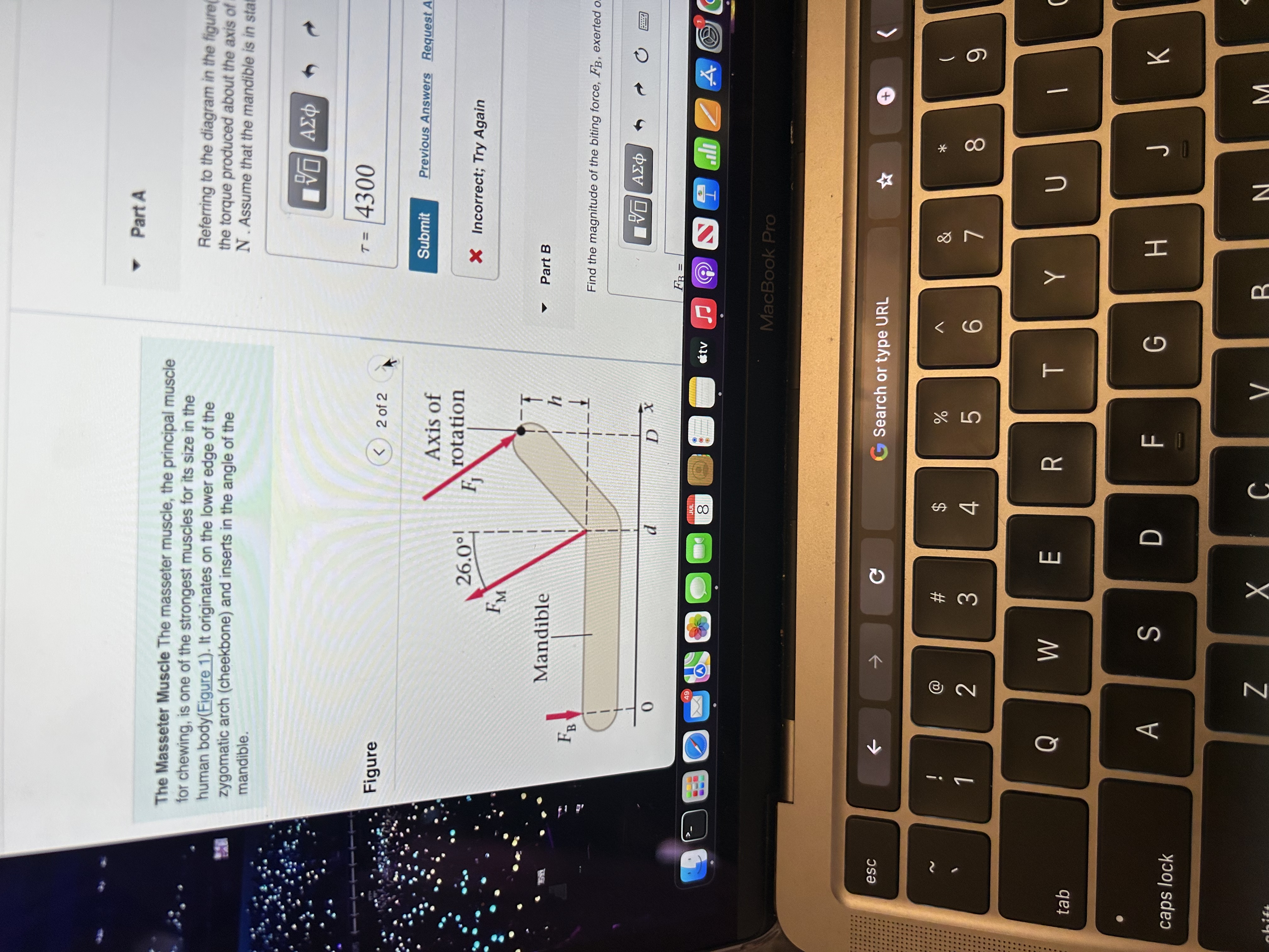 one of the strongest muscles for its size in the Referring to