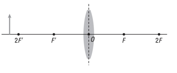 Below I copy paste questions Label the terms in the diagram. F1