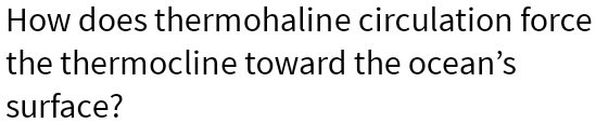 How does thermohaline circulation force the thermocline toward the ocean's surface?