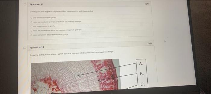  Question 12 Question 13 Relegates which they A. B. C. Question
