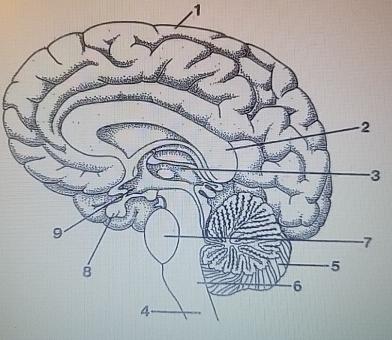  sych 1 Worksheet Chapter 2 Please Label the brain structured and