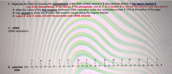 1. Replicate the DNA by drawing the complement of the DNA