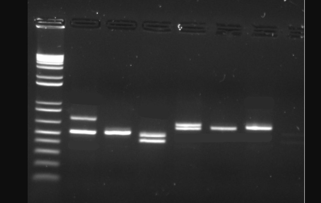 LIT 3. How many different genotypes are visible on your gel?