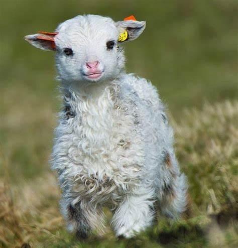  Please solve using Python Please solve all questions The question asked