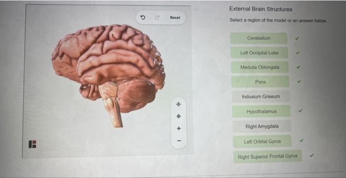 External Brain Structures Select a region of the model or an