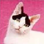 also use the following table of elements and attributes: Deseription I Element