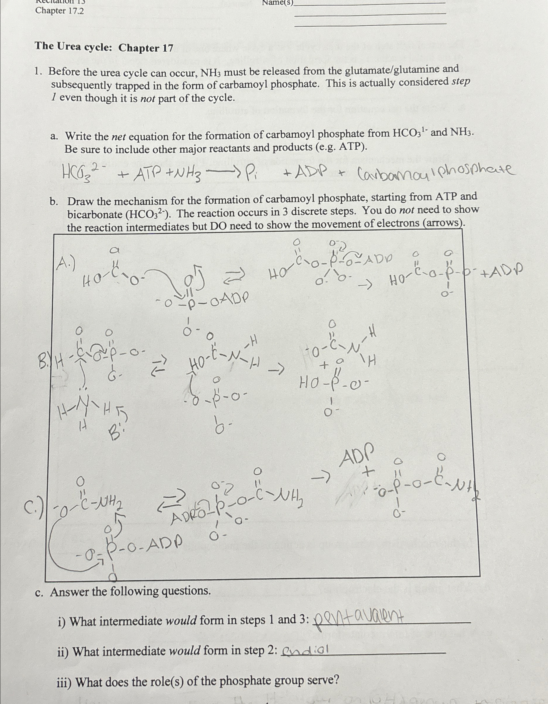  Chapter 17.2 The Urea cycle: Chapter 17 Before the urea cycle