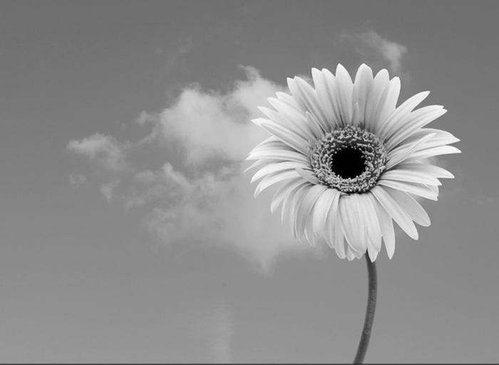 columns of an image, along with the image as a 2D array,