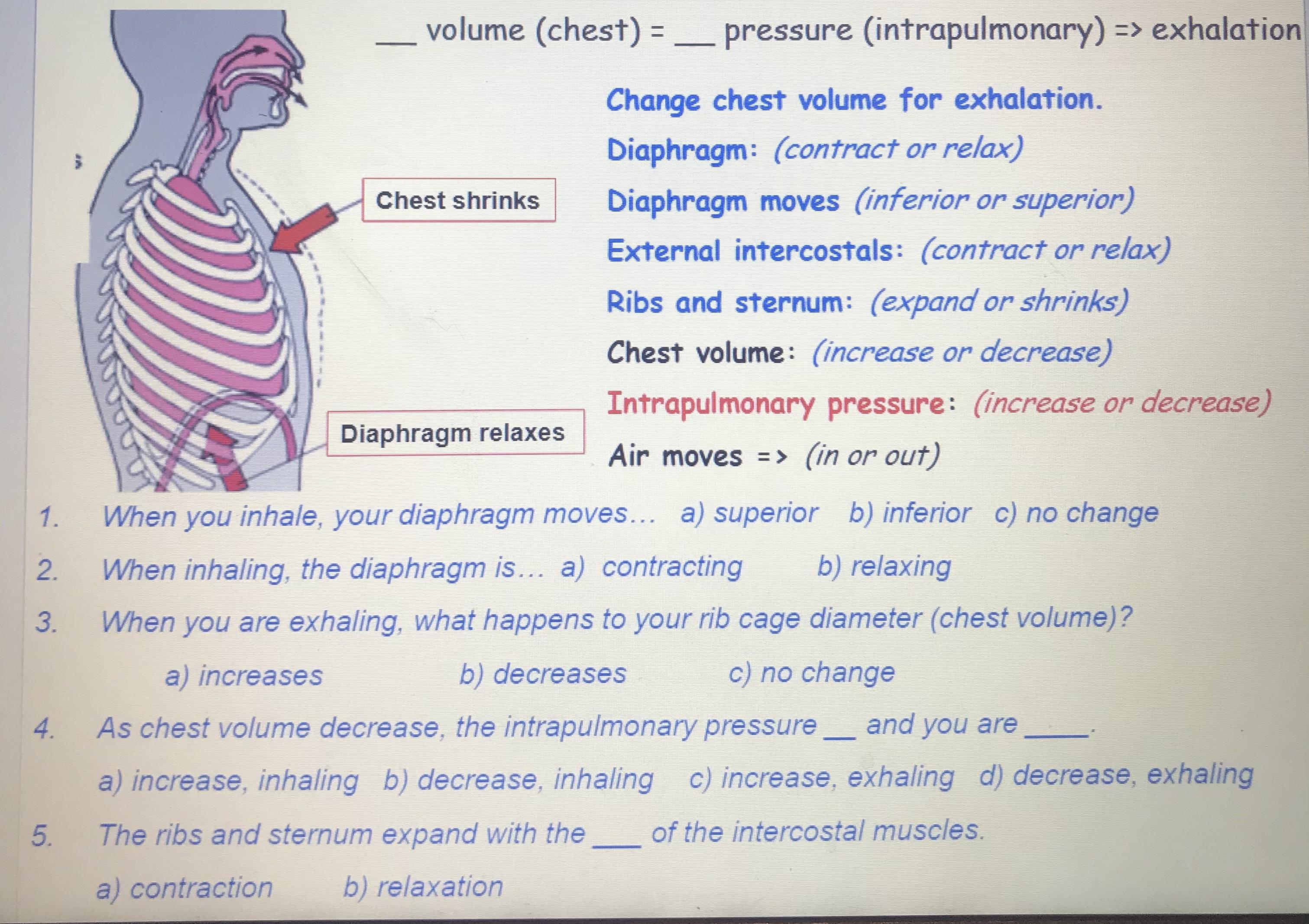 [Solved] volume (chest) = __ pressure (intrapulmon SolutionInn