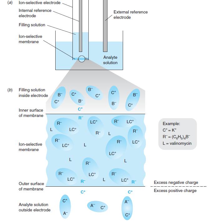 [Solved] One glassmembrane sodium ionselective e SolutionInn
