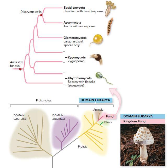[Solved] In figure 20.5, which groups of fungi are SolutionInn