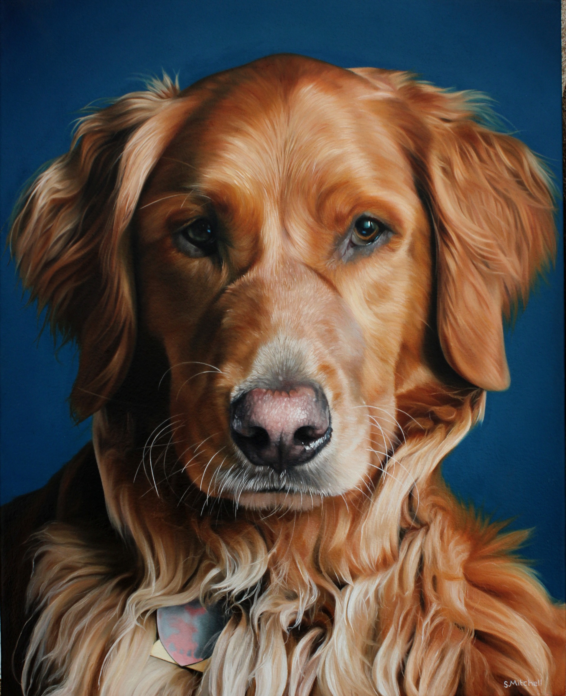 Pet Portraits