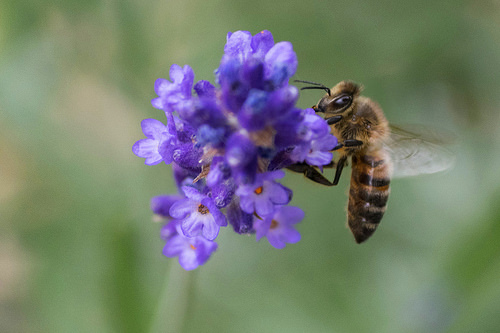 Honeybee 2-3 by Nederland in foto's honeybee photo