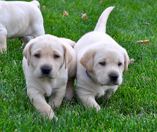 puppy by Lisa L Wiedmeier puppy photo