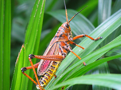 Saltamontes de Chad Sparkes foto de saltamontes