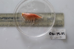 photo of catalog C12056