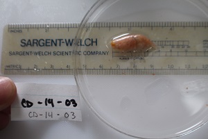 photo of catalog C12058