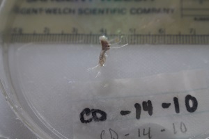 photo of catalog C12060