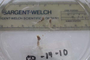 photo of catalog C12061