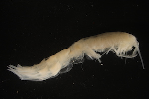 photo of catalog C12062