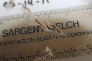 photo of catalog C12063