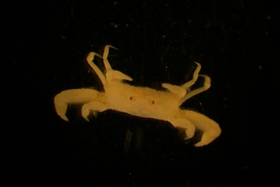 photo of catalog C12064