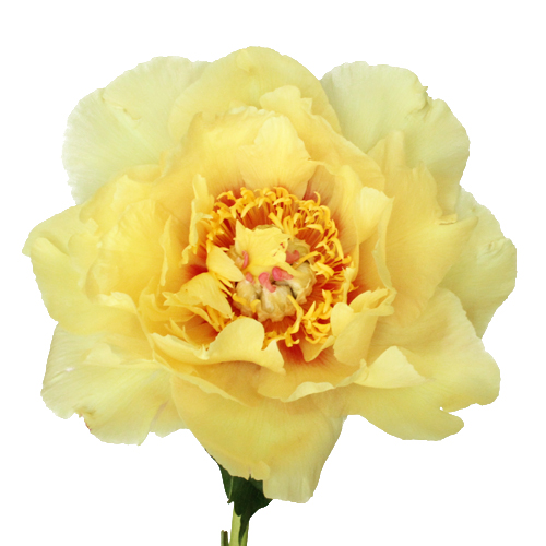 Yellow Peonies Flower November Delivery