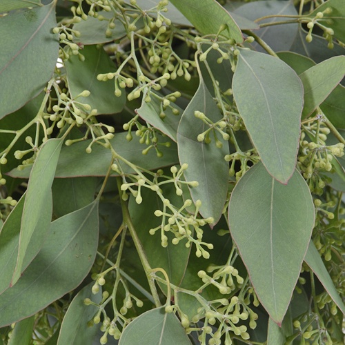 Seeded Eucalyptus Greenery