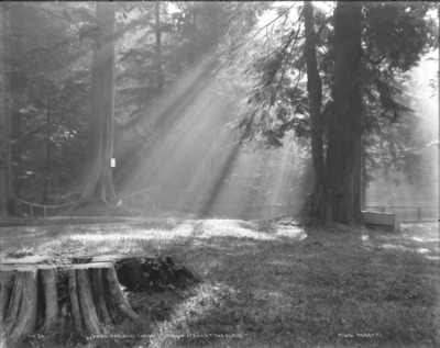 sunlight, fog, stump, trees, sun, grass, vintage, black and white