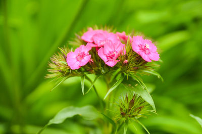 pink, flowers, petals, flora, blossom, plants, bokeh, botany, nature, spring