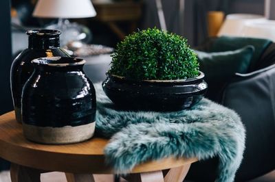 home, decor, interior, table, plant, houseplant, green, bokeh