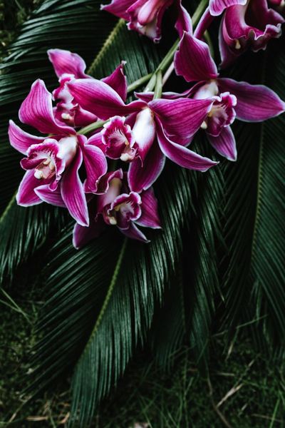 pink, flowers, petals, flora, plants, botany, nature, palm, leaf, tropical, orchid
