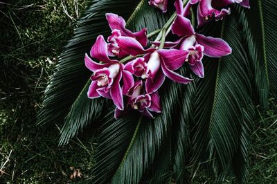 pink, flowers, petals, flora, plants, botany, nature, leaf, tropical, orchid