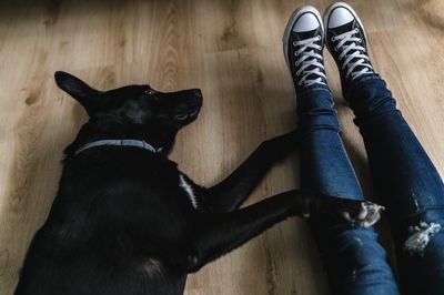 converse, shoes, footwear, legs, female, dog, canine, pet, animal, relaxation