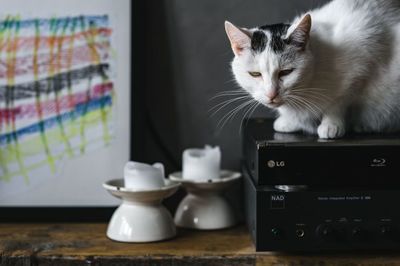 cat, feline, animal, pet, whiskers, technology, home