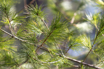 tree, branches, conifer, nature, bokeh, green, closeup, trees