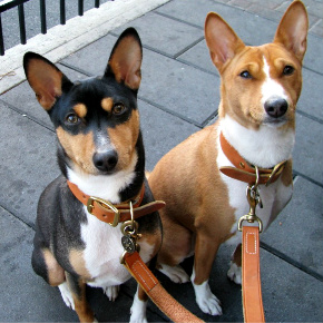 Rocky & Benji