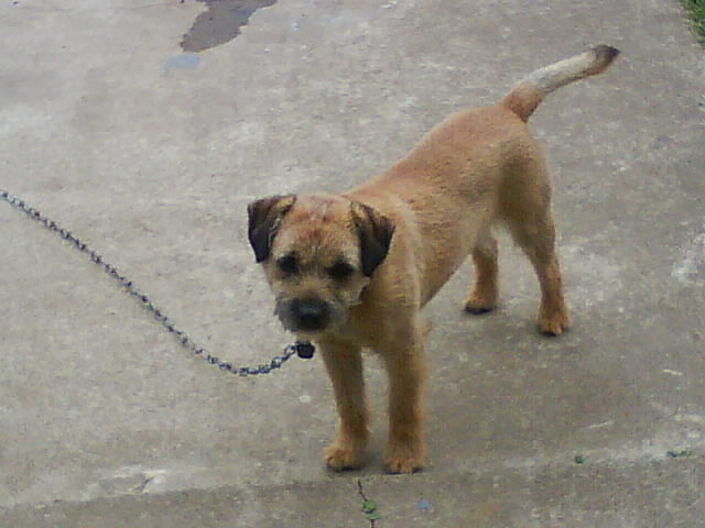 Smudge, the Border Terrier
