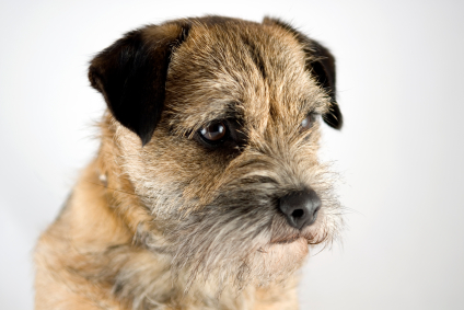Border Terrier